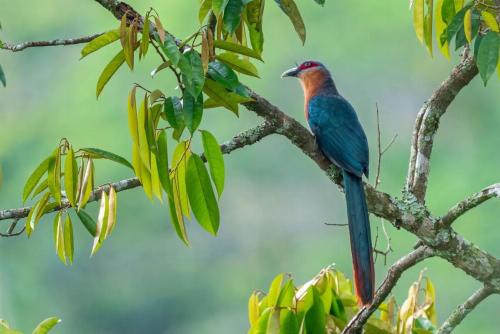 Sarinbuana Eco Lodge Image 30